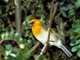 Hawaii Forest and Trail Endangered Native Habitats Adventure